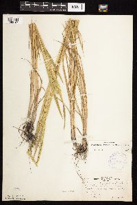 Beckmannia syzigachne image