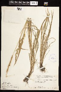 Beckmannia syzigachne image