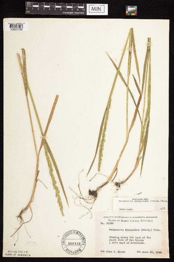Beckmannia syzigachne image
