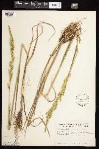 Beckmannia syzigachne image