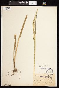 Beckmannia syzigachne image