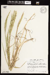 Beckmannia syzigachne image