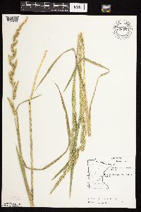 Beckmannia syzigachne image