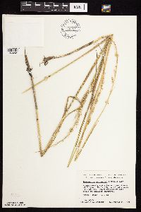 Beckmannia syzigachne image