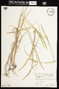 Beckmannia syzigachne image