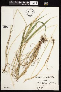 Beckmannia syzigachne image