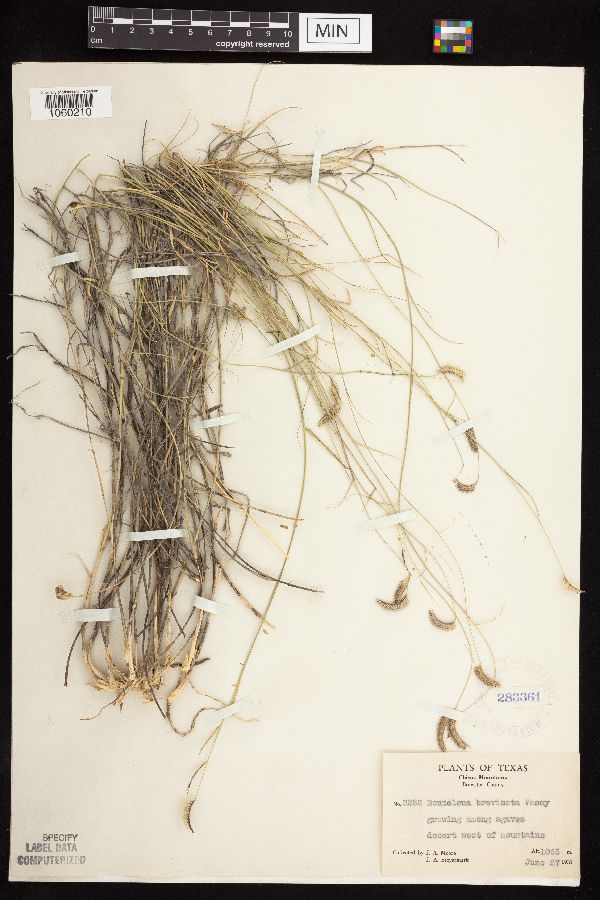 Bouteloua breviseta image