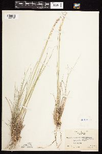 thumbnail image of current specimen