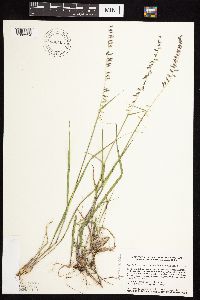 Bouteloua curtipendula image