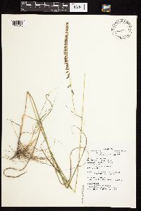 thumbnail image of current specimen