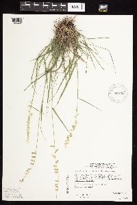 Bouteloua curtipendula image