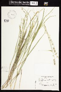 Bouteloua curtipendula image