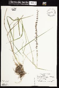 Bouteloua curtipendula image