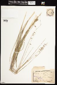Bouteloua curtipendula image