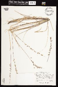 Bouteloua curtipendula var. curtipendula image