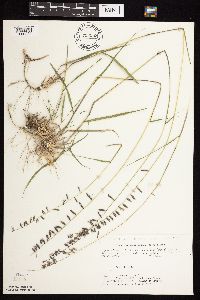 Bouteloua curtipendula image