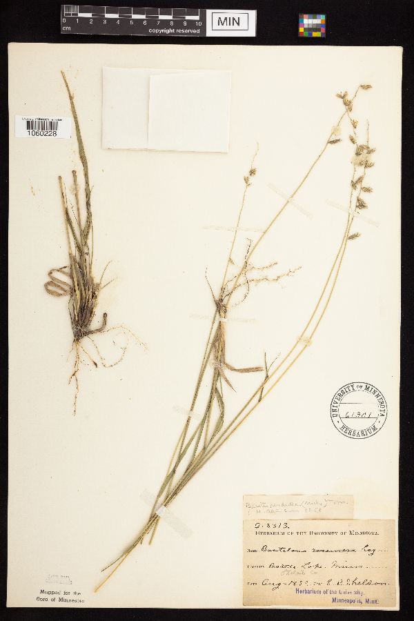 Bouteloua curtipendula image