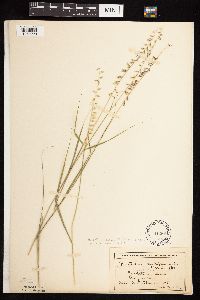 Bouteloua curtipendula image