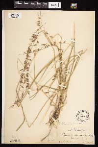 Bouteloua curtipendula image