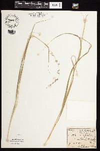 Bouteloua curtipendula image