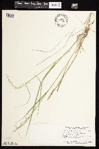 thumbnail image of current specimen