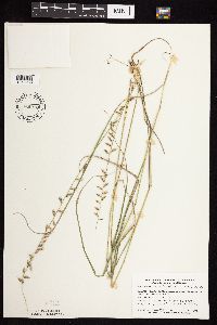 Bouteloua curtipendula image