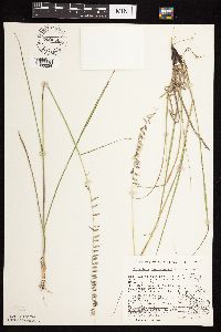 Bouteloua curtipendula image
