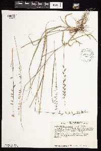 Bouteloua curtipendula image