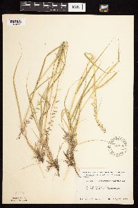 thumbnail image of current specimen