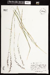 Bouteloua curtipendula var. curtipendula image