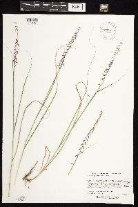 Bouteloua curtipendula image