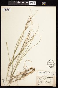 Bouteloua curtipendula image