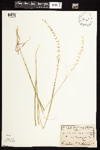 Bouteloua curtipendula var. curtipendula image