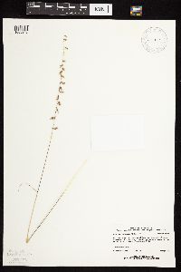 Bouteloua curtipendula image