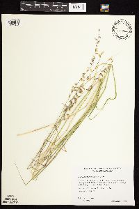 Bouteloua curtipendula image