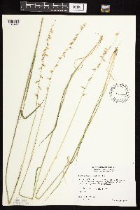 Bouteloua curtipendula image