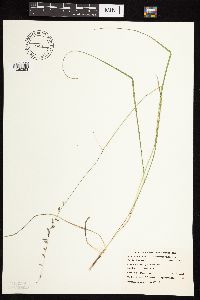 Bouteloua curtipendula image