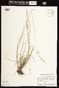 Bouteloua curtipendula image