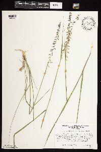 Bouteloua curtipendula image