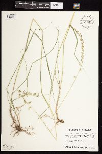 Bouteloua curtipendula image