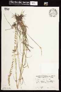 Bouteloua curtipendula image