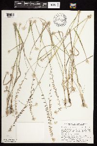 thumbnail image of current specimen