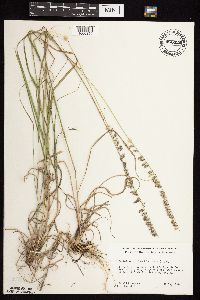 Bouteloua curtipendula image