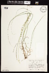 Bouteloua curtipendula image
