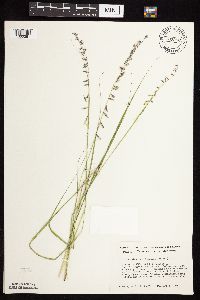 thumbnail image of current specimen