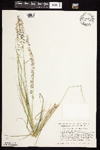 Bouteloua curtipendula image