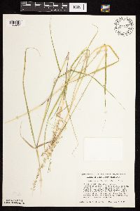 thumbnail image of current specimen