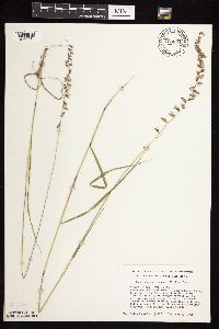 thumbnail image of current specimen