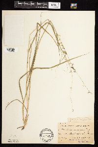 Bouteloua curtipendula image