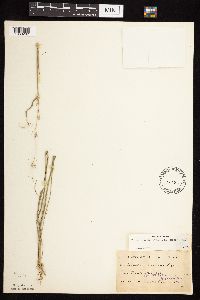 Bouteloua curtipendula image